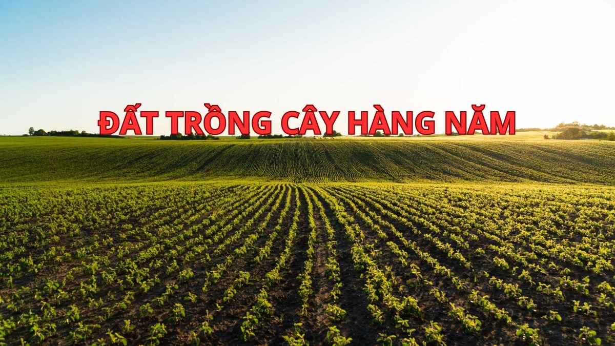 Mua Bán Đất Trồng Cây Hàng Năm