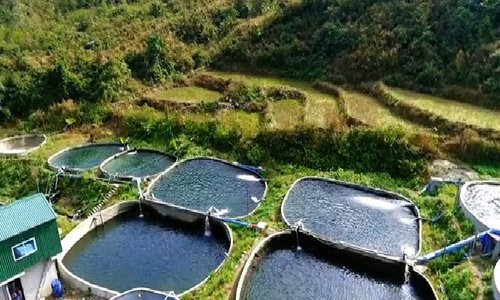 Cần thuê trang trại tại Hưng Yên